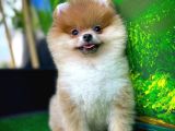 Orjinal Renk Pomeranian Boo Dişi Safkan A Plus