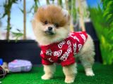 Orjinal Renk Pomeranian Boo Dişi Safkan A Plus