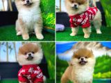 Orjinal Renk Pomeranian Boo Dişi Safkan A Plus