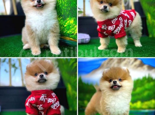 Orjinal Renk Pomeranian Boo Dişi Safkan A Plus görsel