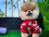 Orjinal Renk Pomeranian Boo Dişi Safkan A Plus
