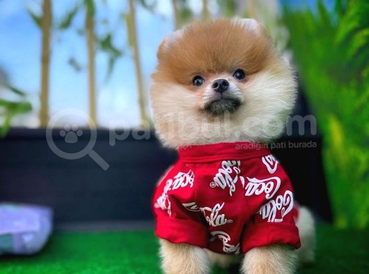 Orjinal Renk Pomeranian Boo Dişi Safkan A Plus görsel
