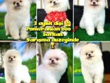 A Sinifi Ayı Surat Teddyface Pomeranian Boo Oğlumuz