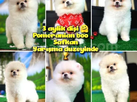 A Sinifi Ayı Surat Teddyface Pomeranian Boo Oğlumuz