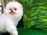 A Sinifi Ayı Surat Teddyface Pomeranian Boo Oğlumuz