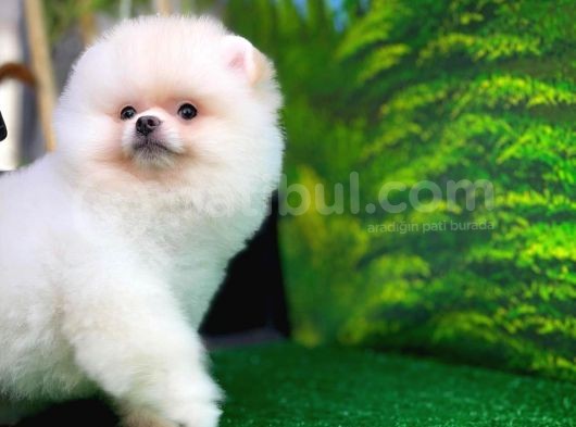 A Sinifi Ayı Surat Teddyface Pomeranian Boo Oğlumuz görsel