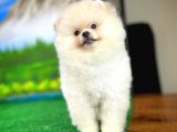 A Sinifi Ayı Surat Teddyface Pomeranian Boo Oğlumuz