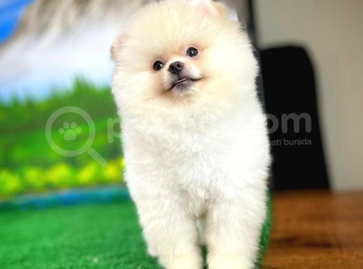 A Sinifi Ayı Surat Teddyface Pomeranian Boo Oğlumuz görsel