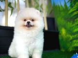 A Sinifi Ayı Surat Teddyface Pomeranian Boo Oğlumuz