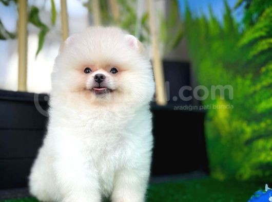 A Sinifi Ayı Surat Teddyface Pomeranian Boo Oğlumuz görsel