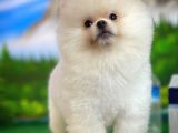 A Sinifi Ayı Surat Teddyface Pomeranian Boo Oğlumuz