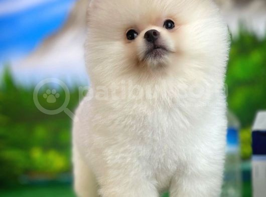 A Sinifi Ayı Surat Teddyface Pomeranian Boo Oğlumuz görsel
