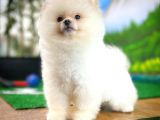 A Sinifi Ayı Surat Teddyface Pomeranian Boo Oğlumuz