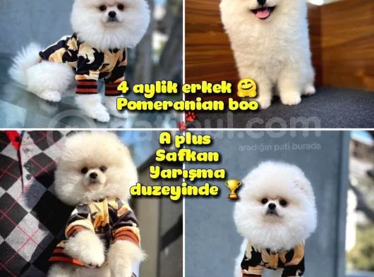 Pomeranian Boo A Plus Safkan Yarışma Duzeyinde