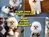 Pomeranian Boo Kızımız a Plus Safkan Yarışma Duzeyi