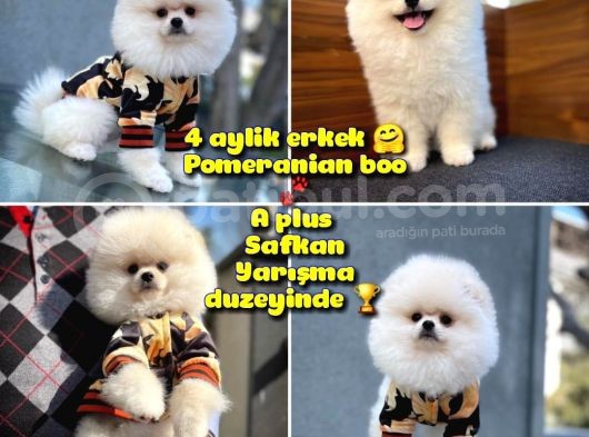 Pomeranian Boo Kızımız A Plus Safkan Yarışma Duzeyi görsel