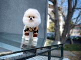 Pomeranian Boo A Plus Safkan Yarışma Duzeyinde