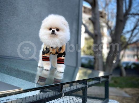 Pomeranian Boo Kızımız A Plus Safkan Yarışma Duzeyi görsel