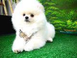 Pomeranian Boo A Plus Safkan Yarışma Duzeyinde