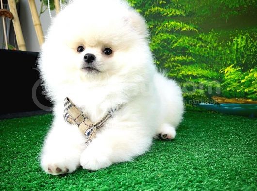 Pomeranian Boo Kızımız A Plus Safkan Yarışma Duzeyi görsel