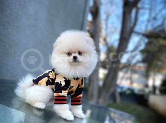 Pomeranian Boo A Plus Safkan Yarışma Duzeyinde görsel