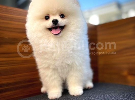 Pomeranian Boo A Plus Safkan Yarışma Duzeyinde görsel