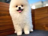 Pomeranian Boo Kızımız A Plus Safkan Yarışma Duzeyi