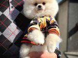 Pomeranian Boo A Plus Safkan Yarışma Duzeyinde