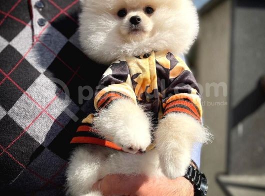 Pomeranian Boo Kızımız A Plus Safkan Yarışma Duzeyi görsel