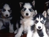 Sibirya Kurdu (Husky)