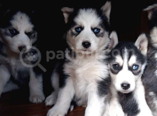 Sibirya Kurdu (Husky) görsel