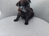 Pug Mops
