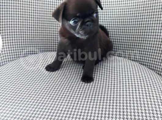 Pug Mops görsel