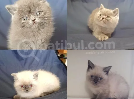 Bluepoi̇nt Ve Gri̇ Bri̇ti̇sh Shorthai̇r Yavrulari
