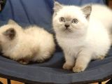 Bluepoi̇nt Ve Gri̇ Bri̇ti̇sh Shorthai̇r Yavrulari