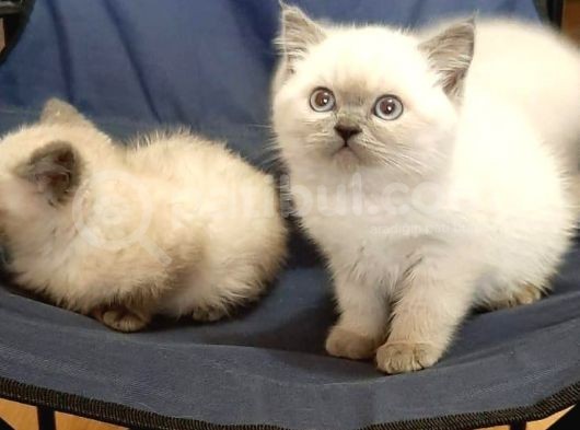 Bluepoi̇nt Ve Gri̇ Bri̇ti̇sh Shorthai̇r Yavrulari görsel