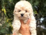 İrk Ve Saglik Garantili Disi Maltipoo Yavrumuz