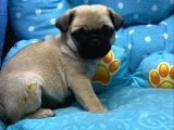 Pug Mops