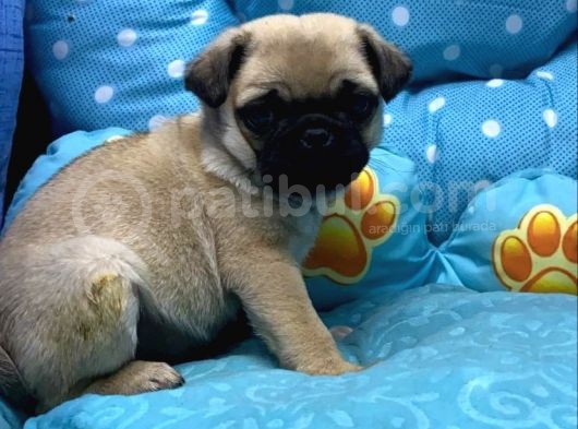 Pug Mops görsel