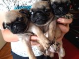 Pug Mops