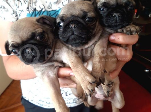 Pug Mops görsel