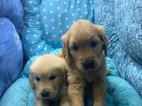Golden Retriver Yavrular