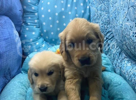 Golden Retriver Yavrular görsel