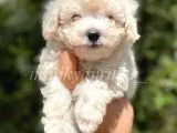 3 Aylik 800 Gr Safkan Maltipoo Yavrumuz
