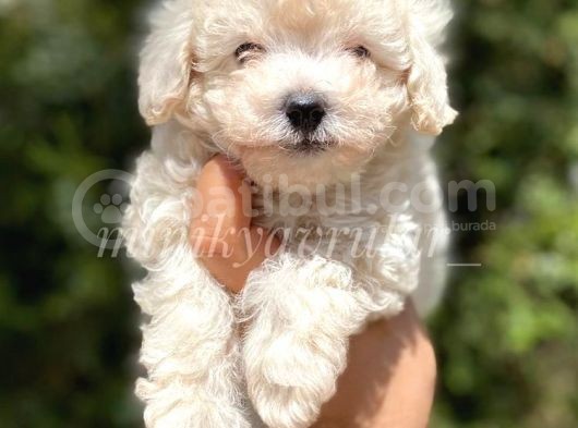 3 Aylik 800 Gr Safkan Maltipoo Yavrumuz görsel