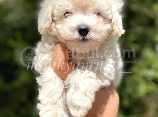 3 Aylik 800 Gr Safkan Maltipoo Yavrumuz