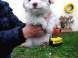 Maltipoo Yavrular