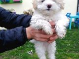 Maltipoo Yavrular
