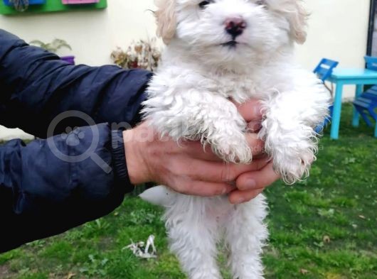 Maltipoo Yavrular görsel