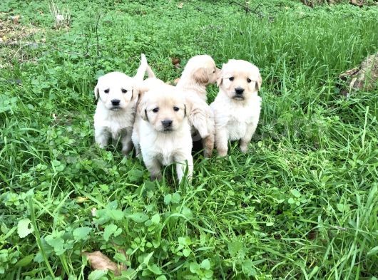 Golden Retriver Yavrular görsel